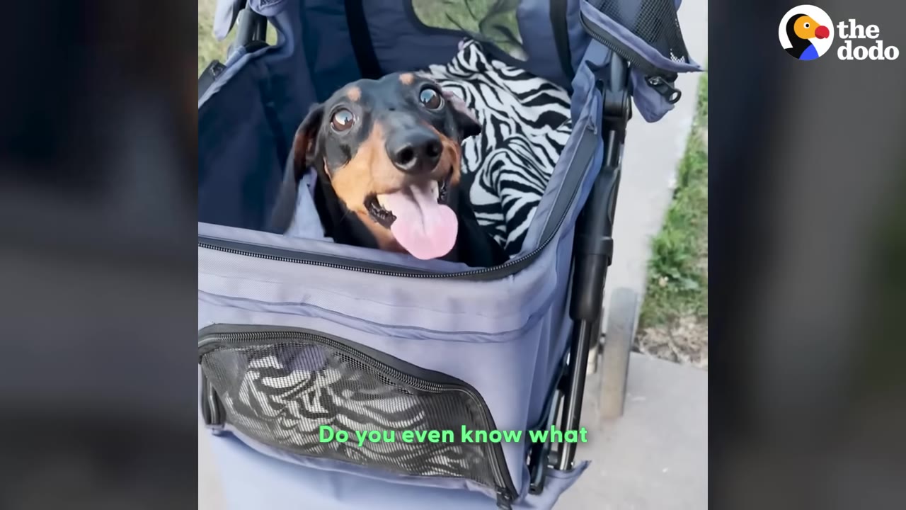 A black and tan dachshund with its tongue out looks happily at the camera while sitting inside a blue pet stroller.