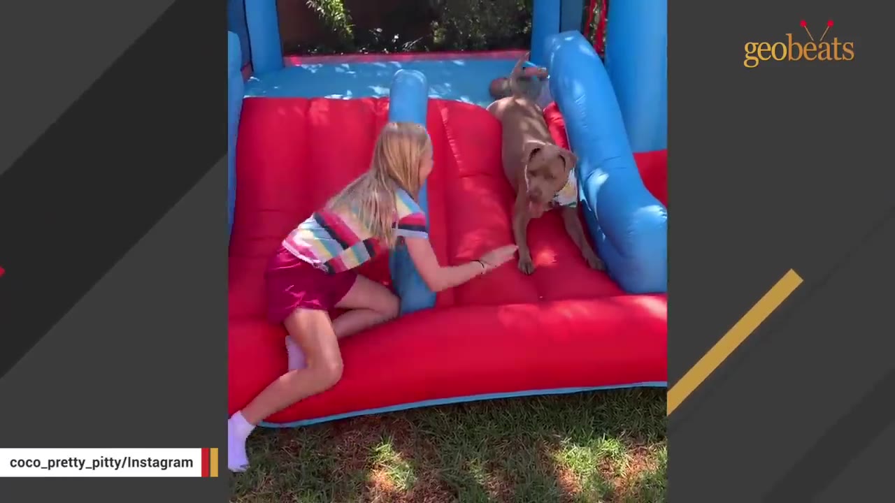A young girl in a striped shirt and pink shorts plays with a tan pit bull on a red and blue inflatable bounce house outdoors.