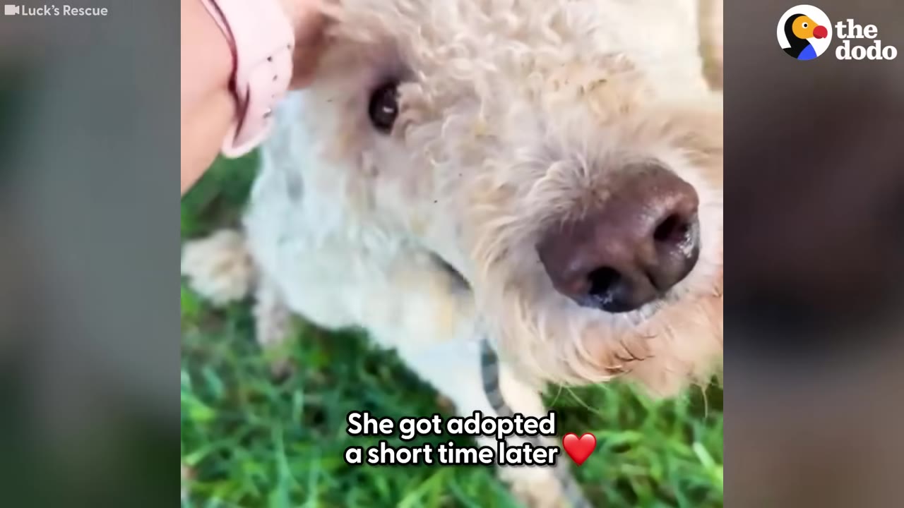A close-up shot of a fluffy white poodle being gently petted on the head by a person wearing a pink watch.