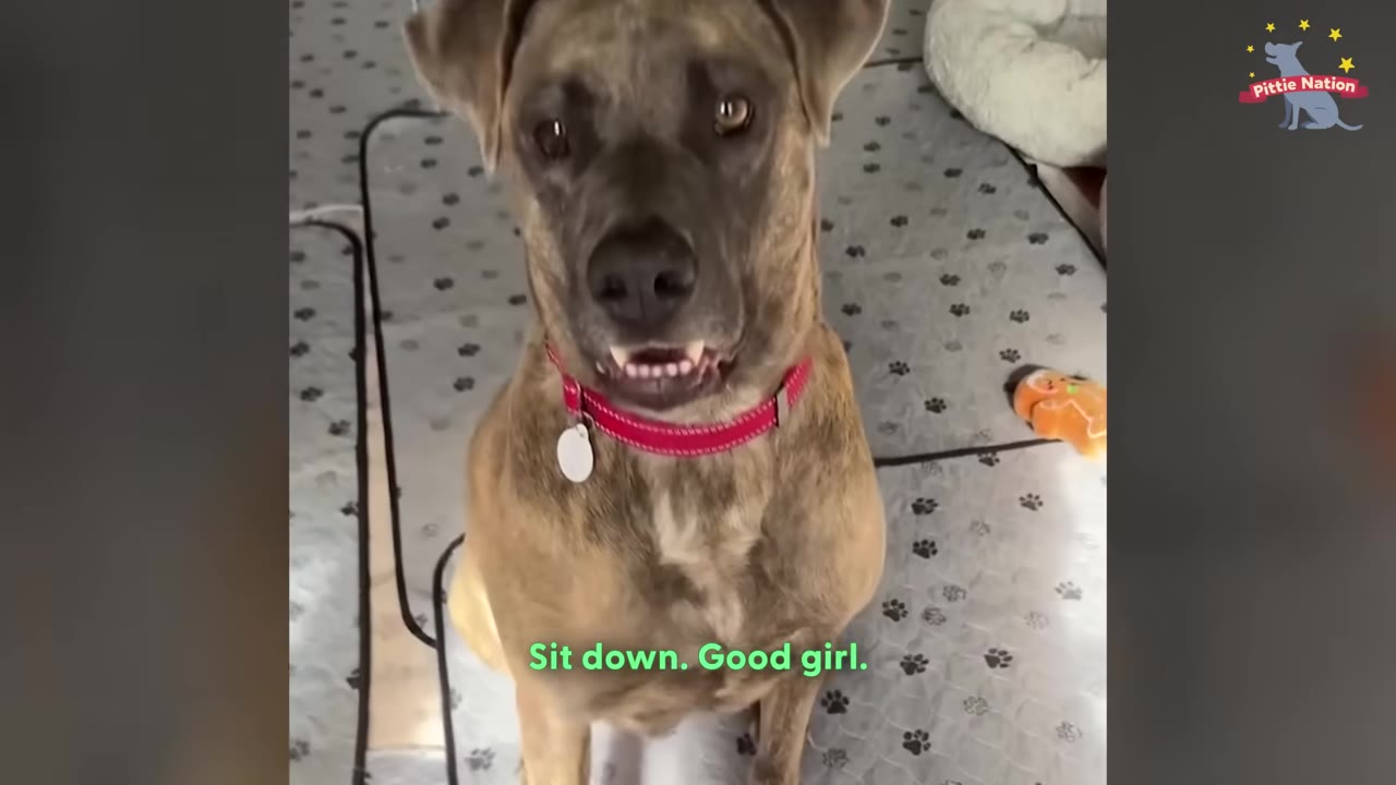 A brindle dog with a red collar sits on a patterned mat, looking directly up at the camera with an alert and hopeful expression.