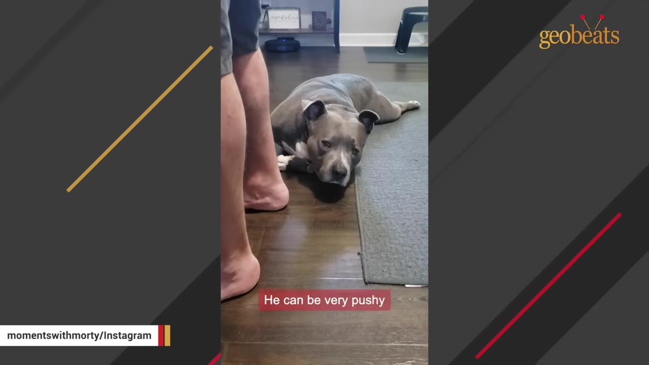 A grey pitbull-type dog lying on a grey rug next to a person's legs, looking up with an attentive expression.