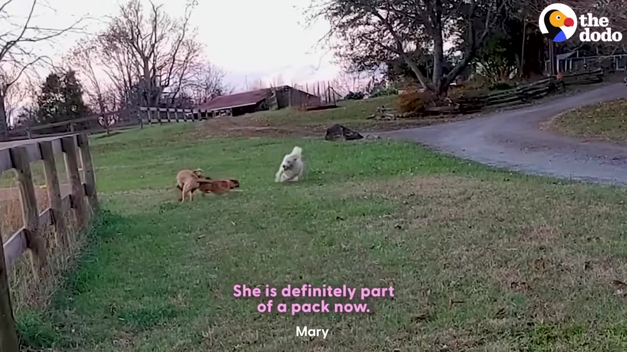 Three dogs running and playing together in a grassy field next to a wooden fence.