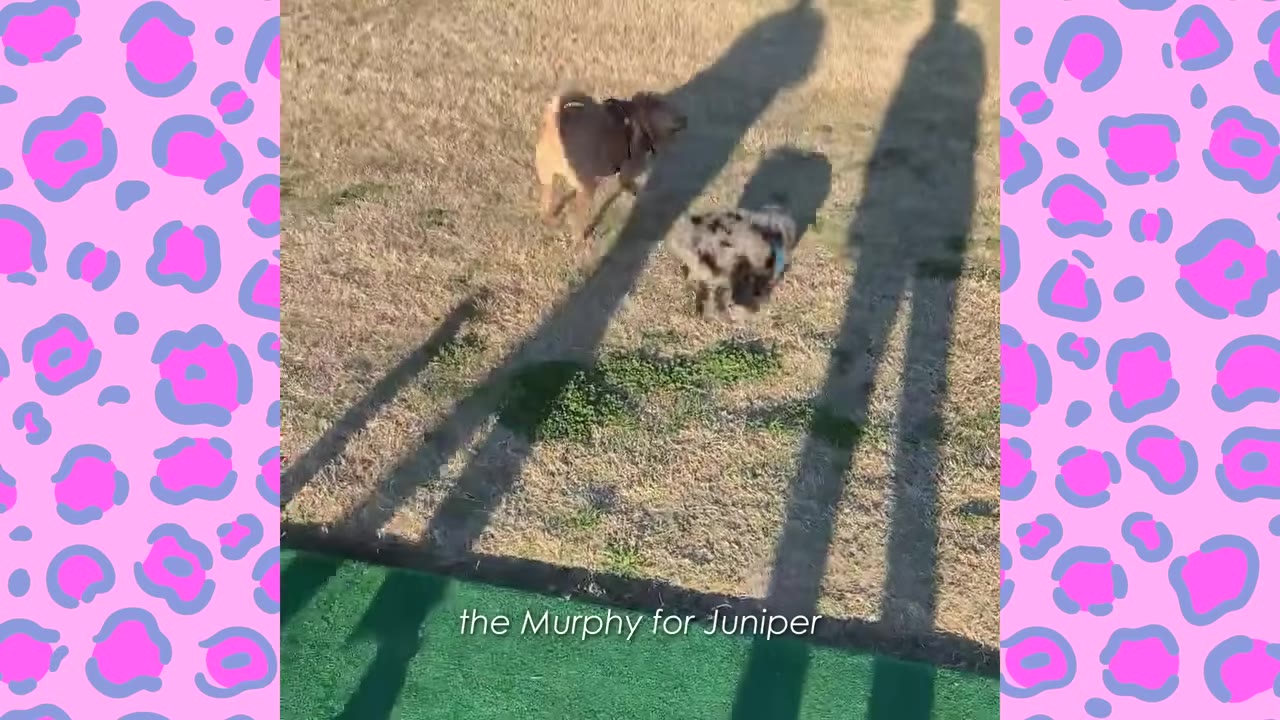 A brown dog and a smaller speckled puppy play together on a grassy field, casting long shadows under the sunlight.