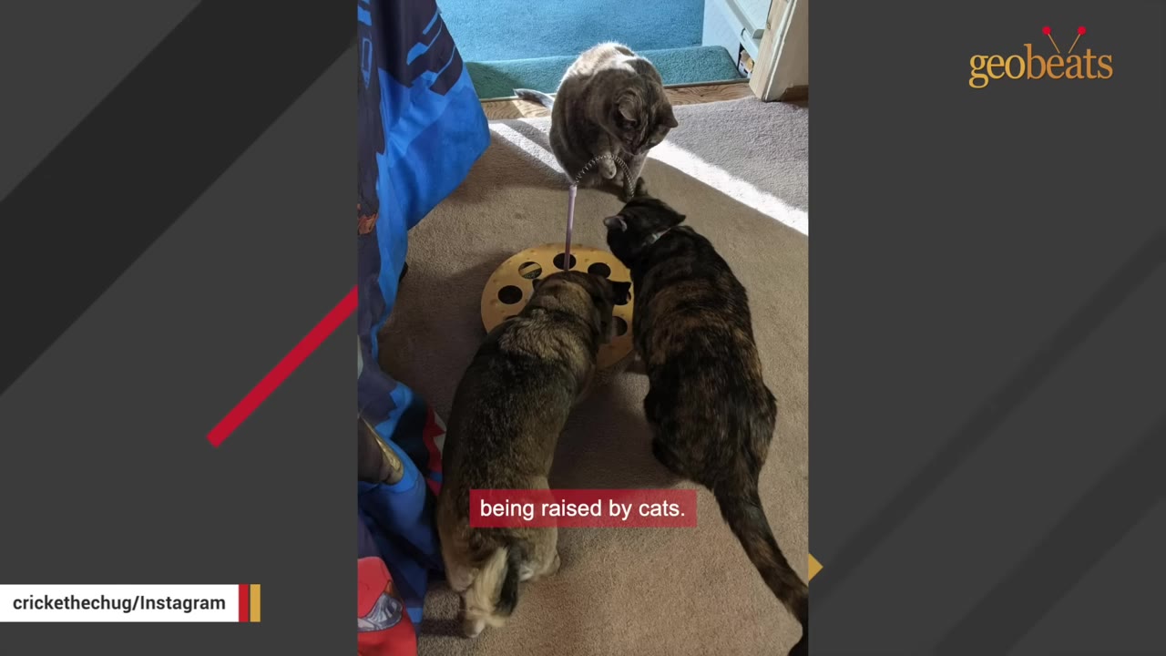 A small brown dog and two cats, one grey and one tortoiseshell, gather around a circular cat toy on the carpet.