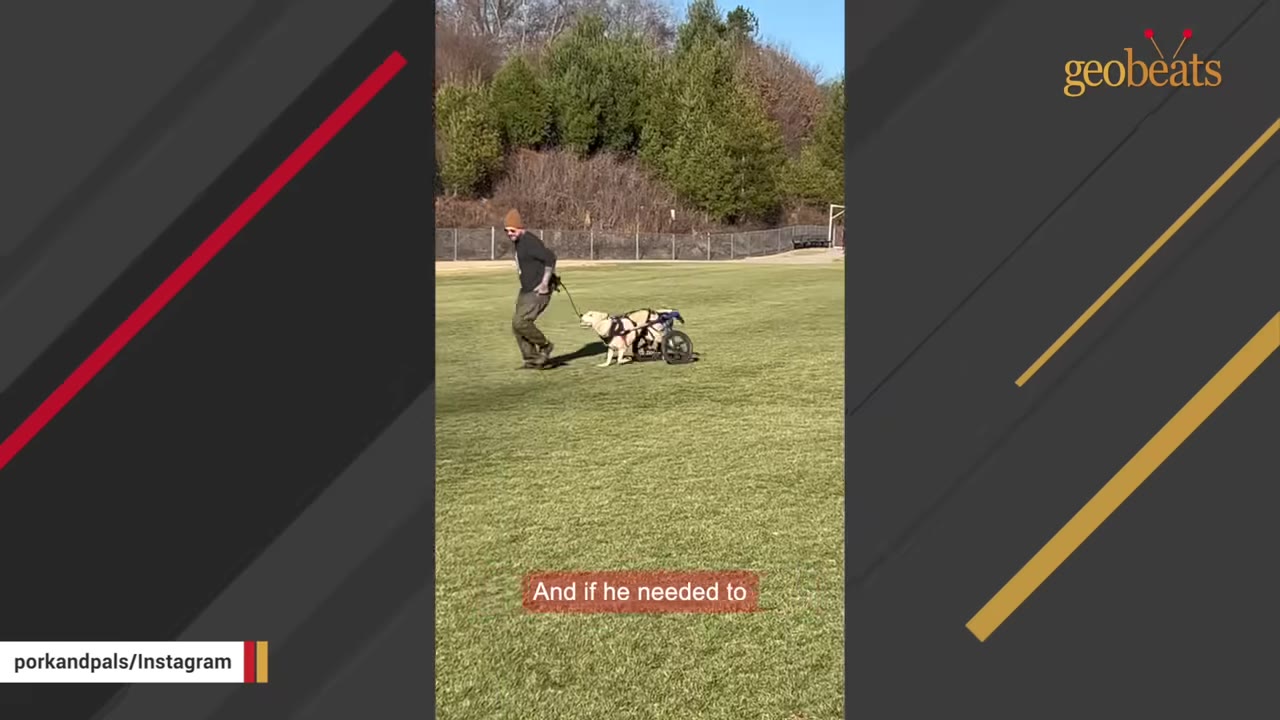 A man walks a white dog equipped with a rear-wheel doggy wheelchair across a grassy field.