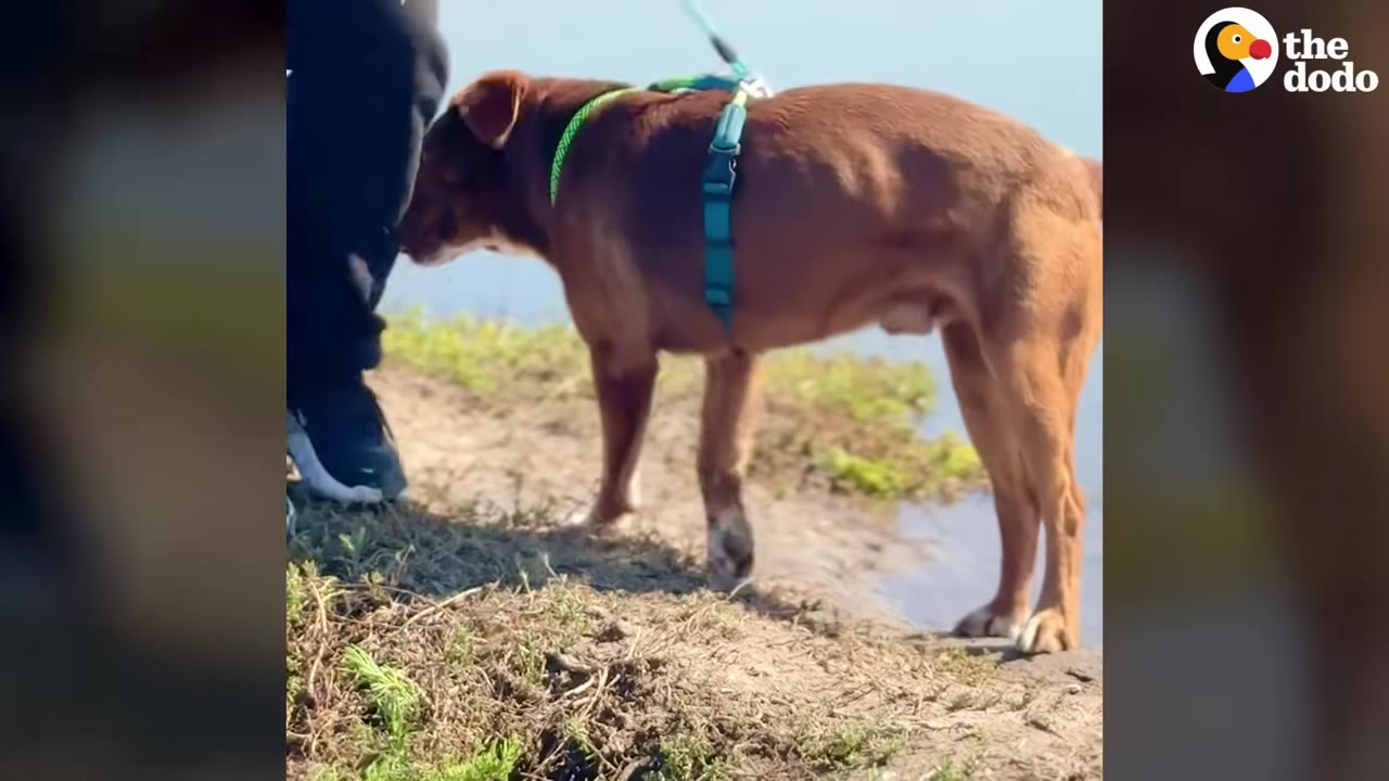 A brown dog wearing a blue harness and green collar stands on a grassy bank near a body of water.