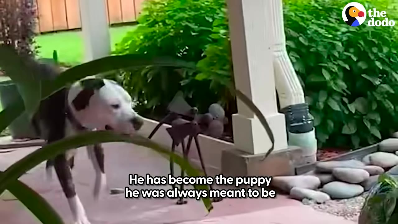 A black and white dog named Trio happily explores a garden patio next to green plants.