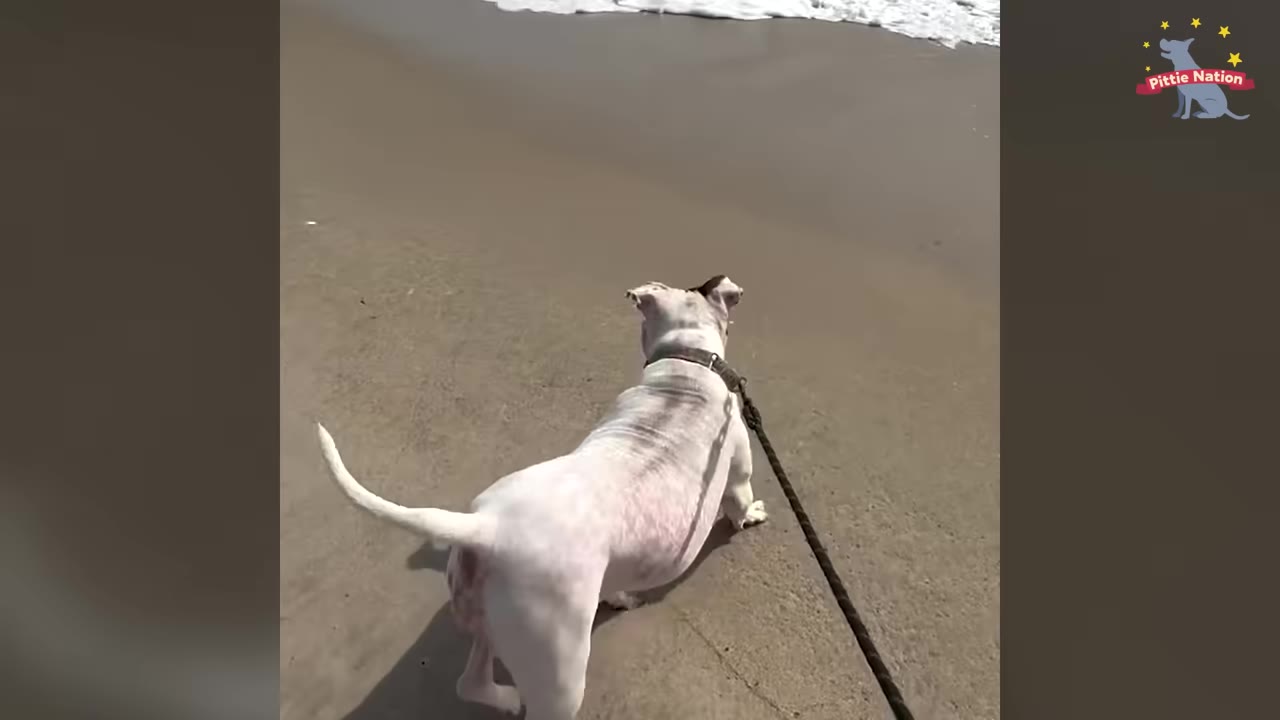 A white dog on a leash walks on a sandy beach towards the ocean waves.