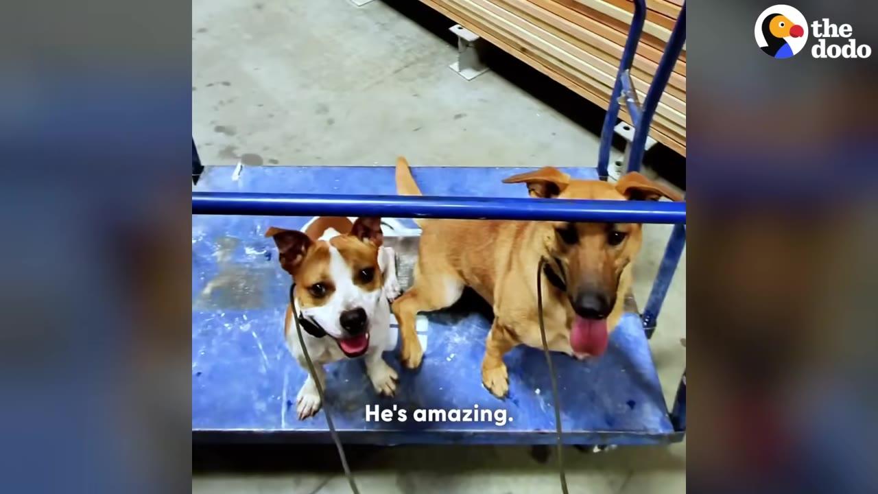 Two dogs, one brown and white and one light brown, sit side-by-side on a blue flatbed cart looking directly at the camera with happy expressions.
