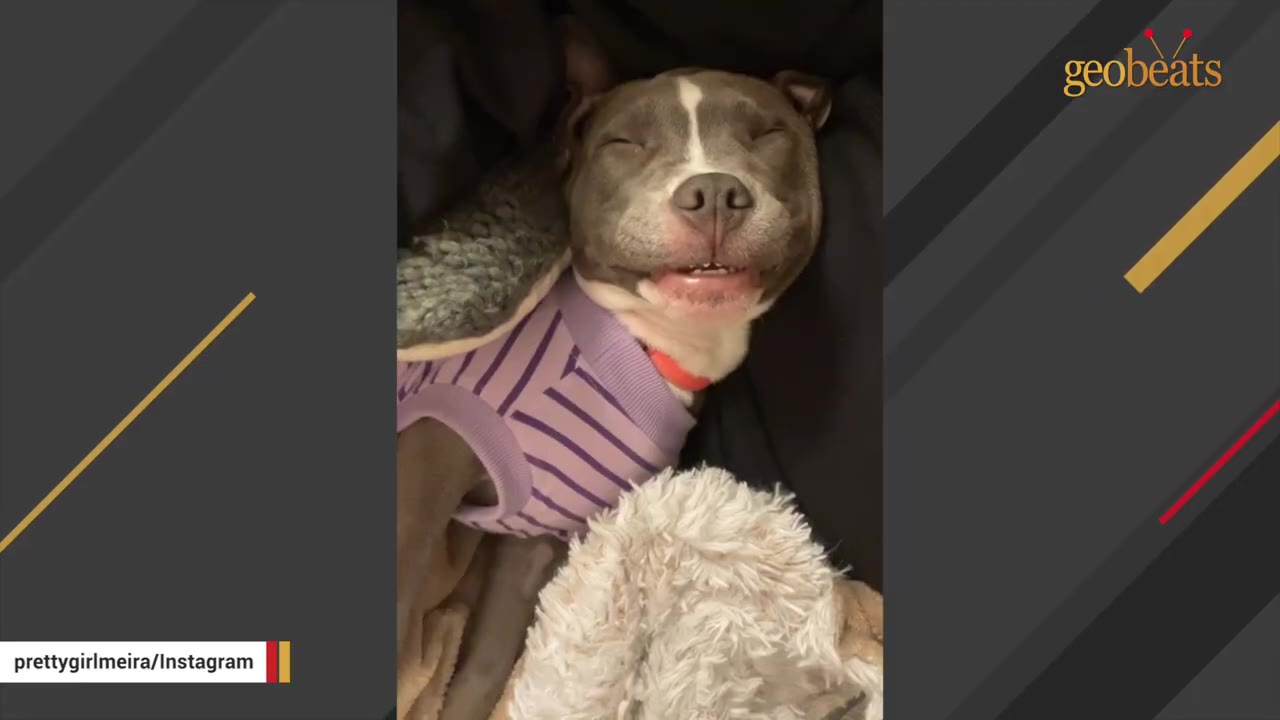 A gray and white dog wearing a purple striped sweater sleeps peacefully with a slight smile on its face.