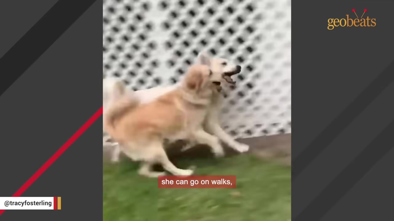 A golden retriever and a white dog running and playing together on a grassy lawn next to a white lattice fence.