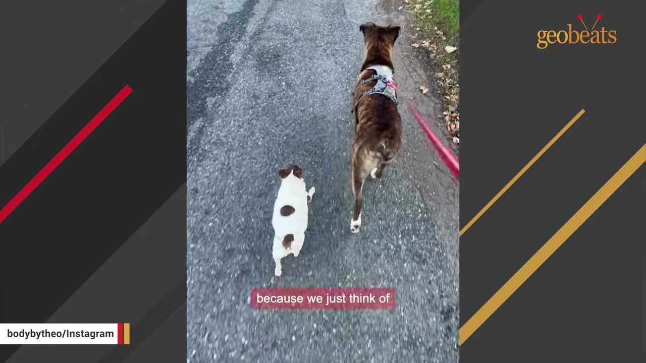 An overhead view from behind of a small, overweight white dog with brown spots walking on an asphalt path next to a larger brindle dog.