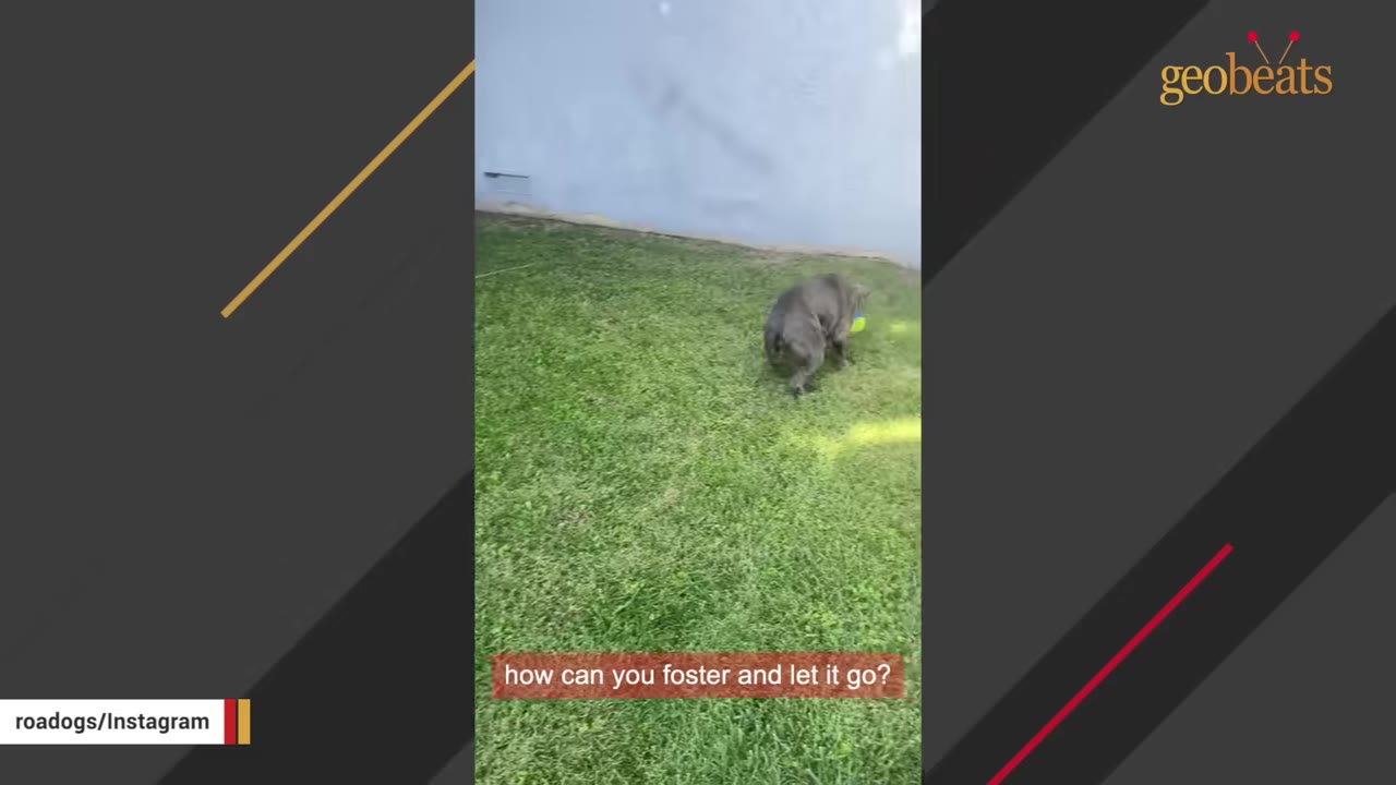 A grey dog walks away across a green lawn, with text overlay reading 'how can you foster and let it go?'