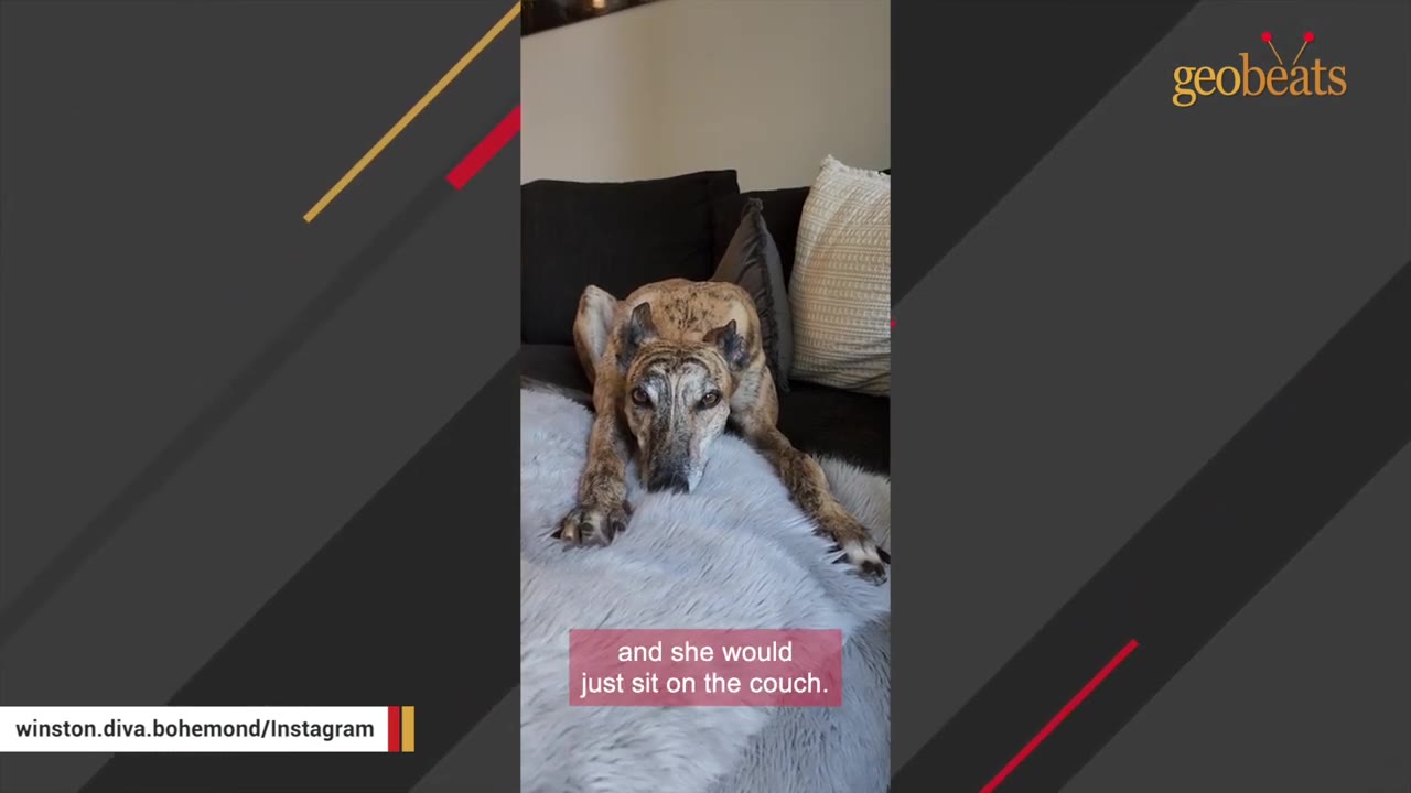 A brindle dog lying down on a couch with a sad expression, resting on a fluffy grey blanket.