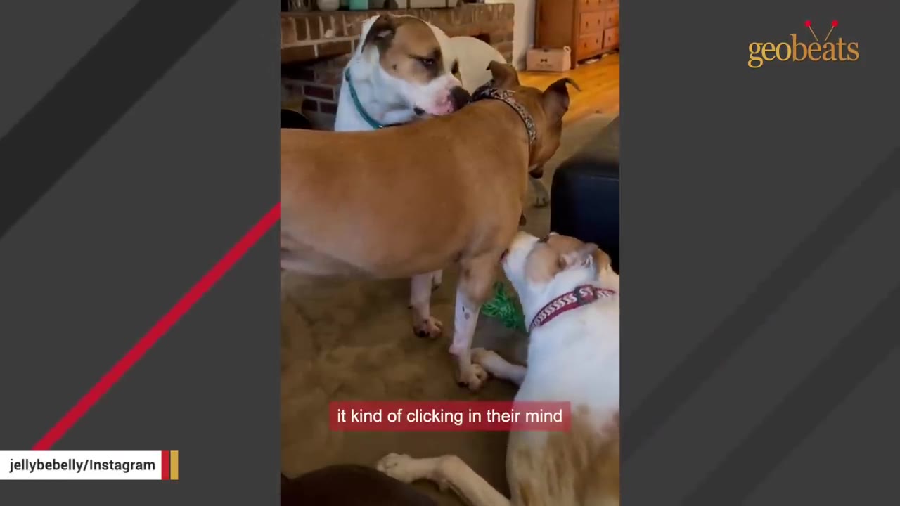 Three dogs interacting indoors, with a brown dog standing in the center while a white and brown dog sniffs its back and another white and brown dog lies on the floor nearby.