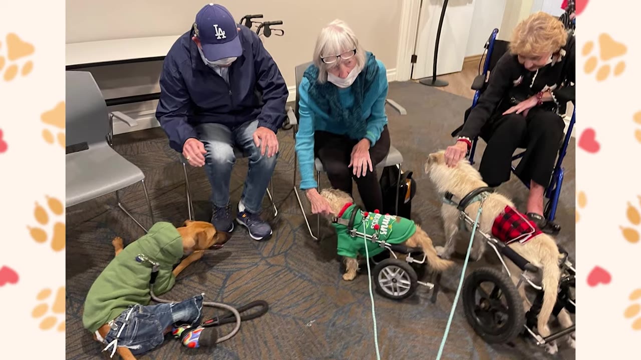 Three elderly individuals sitting in chairs interact with three therapy dogs, two of which are in canine wheelchairs, on a carpeted floor.