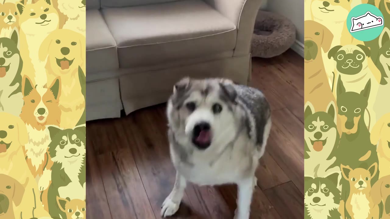 A fluffy grey and white dog stands on a wooden floor in front of a couch, looking up with an open mouth as if vocalizing or dancing.