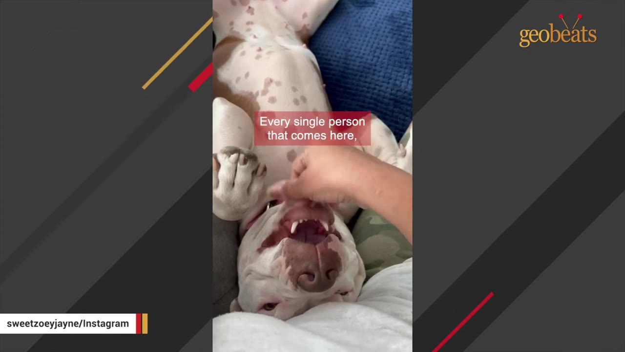 A white and brown spotted dog lies on its back, mouth open in a happy expression, as a person's hand gently pets its chin.