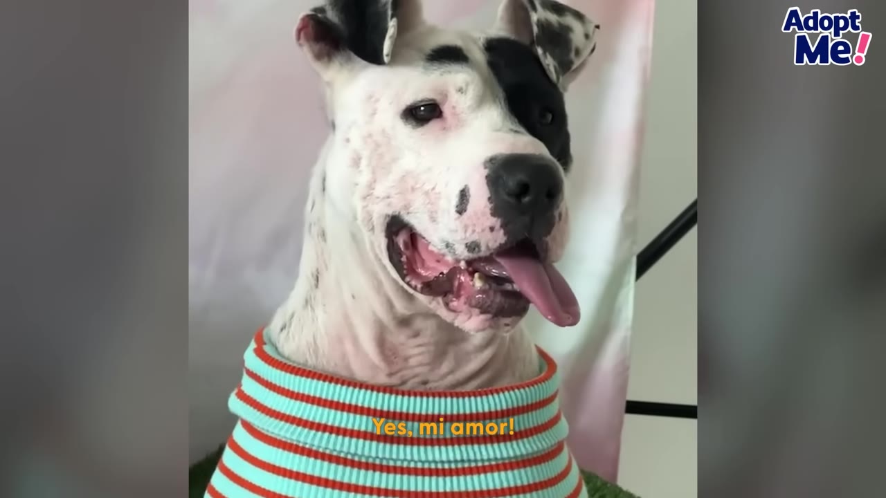 A close-up portrait of a white dog with black patches on its face, wearing a red and teal striped sweater, looking to the side with its tongue out.