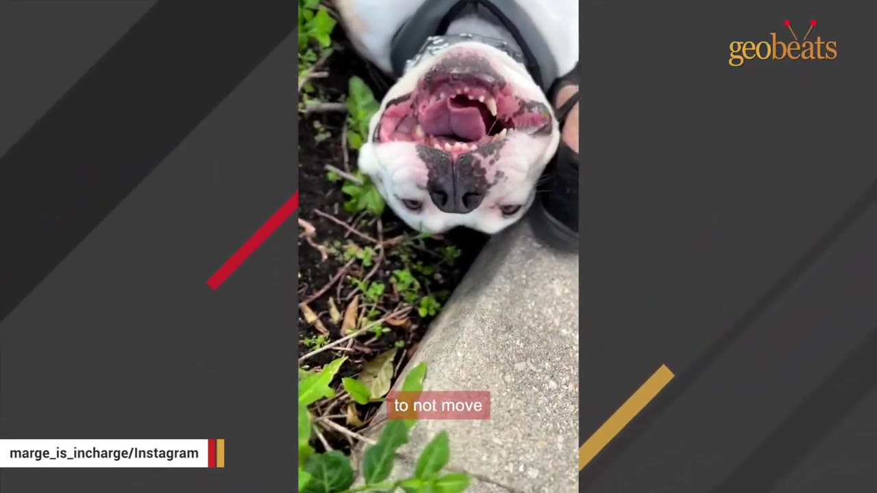 A white and brown dog lying upside down on its back on the grass next to a concrete curb, looking up with an open mouth.