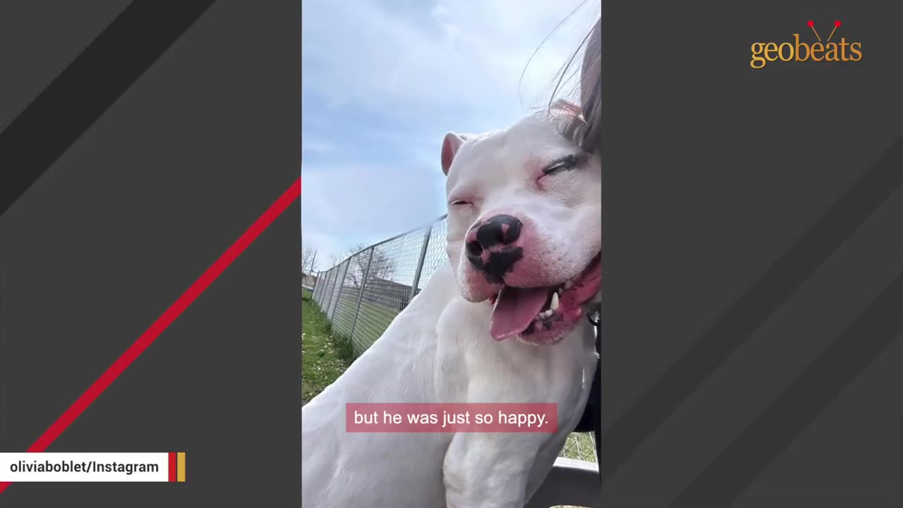 A happy white dog with its eyes closed and tongue out, leaning affectionately against its owner outdoors near a fence.
