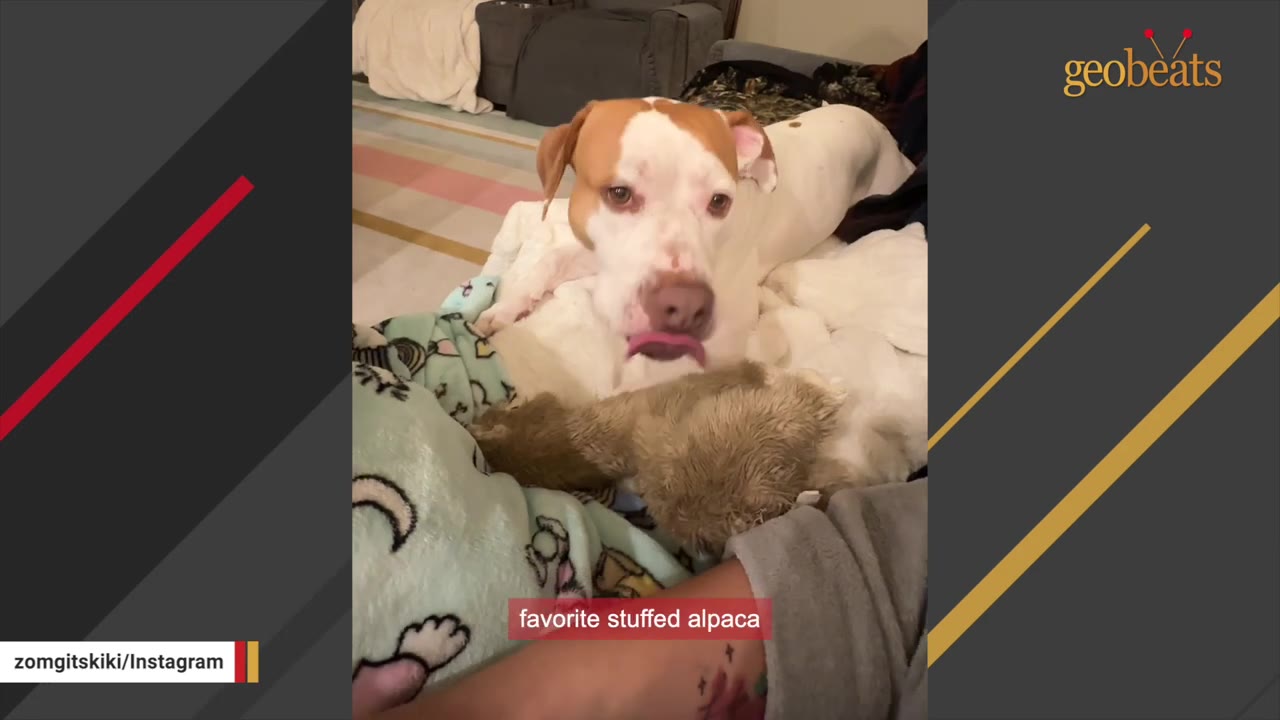 A tan and white dog lying on a couch with a brown stuffed alpaca toy, sticking its tongue out.
