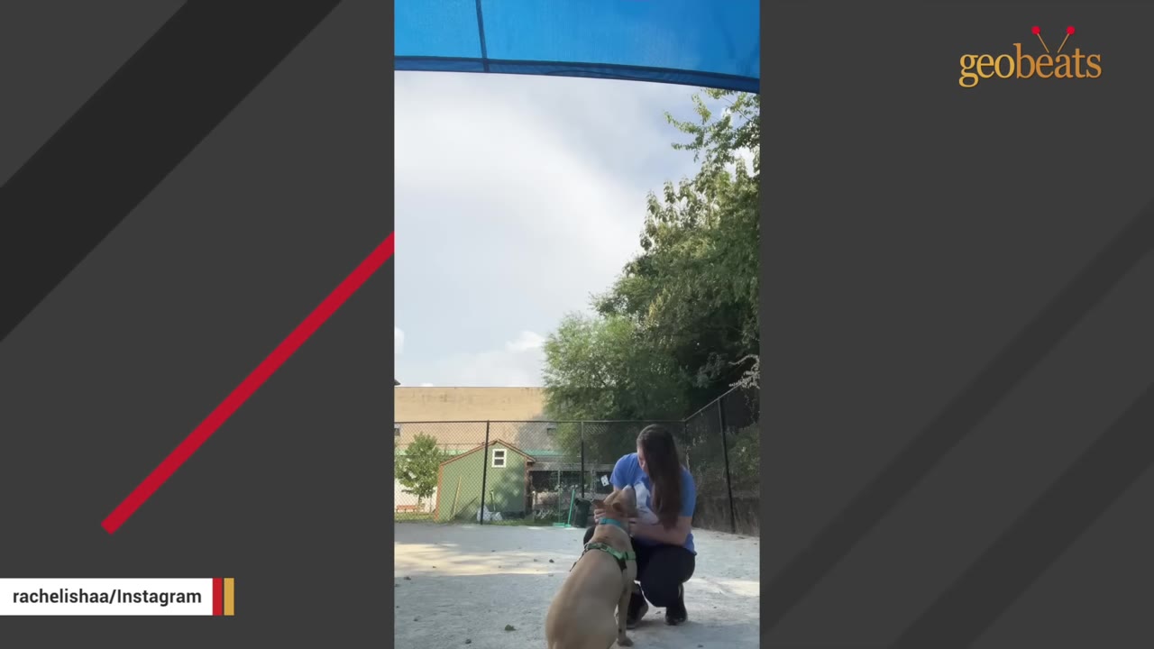 A tan dog wearing a green harness sits in an outdoor shelter yard while a woman in a blue shirt kneels down to pet and hug him.