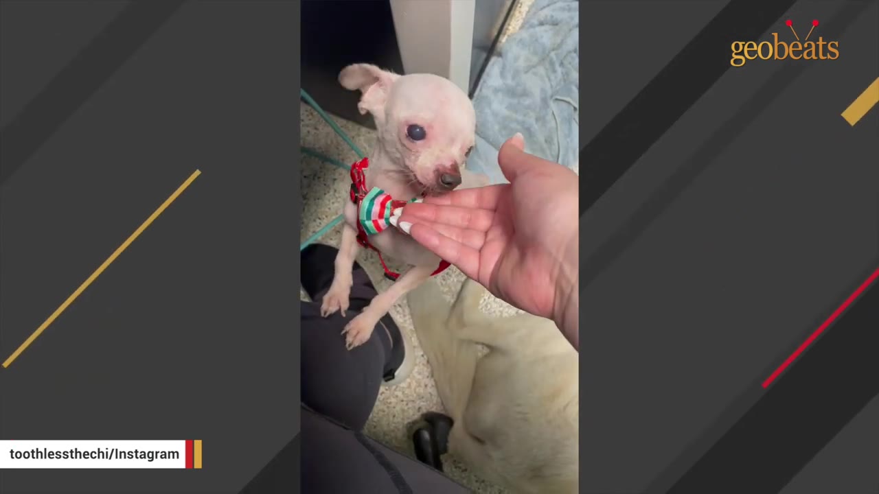 A small, white Chihuahua wearing a red and green bow tie reaches up to touch a person's open hand.