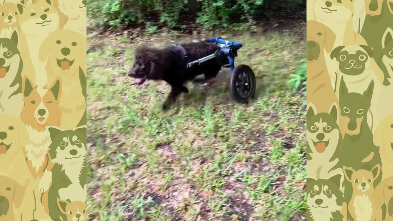 A brown dog in a blue-framed canine wheelchair runs across a grassy field.