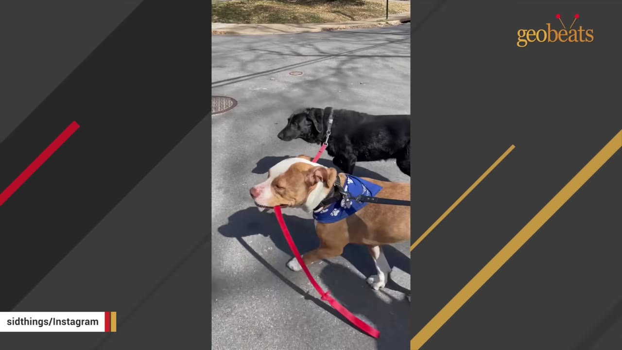 A brown and white dog wearing a blue bandana walks on a paved street while holding a red leash in its mouth, walking alongside a black dog.