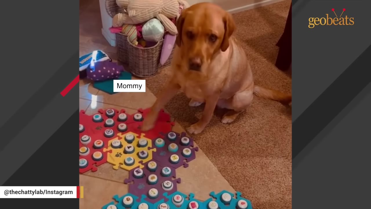 A golden dog sits on a carpeted floor next to a colorful soundboard with buttons, pressing one of the buttons with its paw.