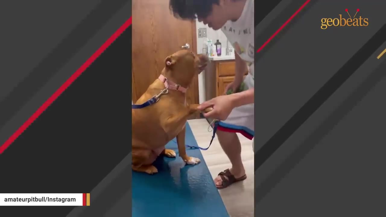 A brown dog sits calmly on a blue mat and places its paw in a person's hand.