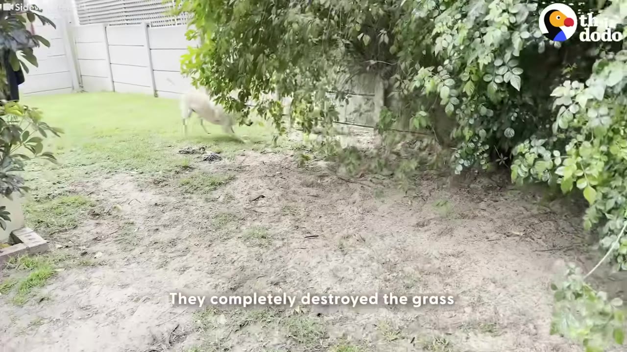 A yard with a large patch of dirt where the grass has been worn away, with a dog running in the background near some bushes.