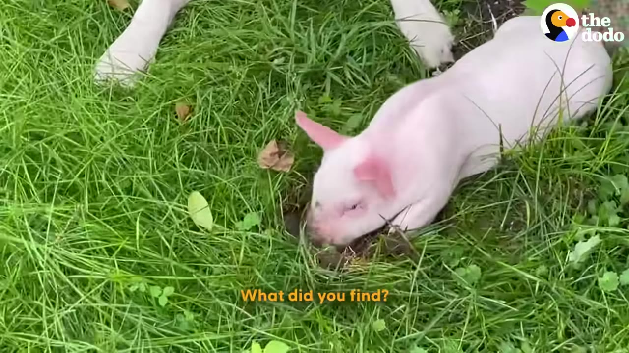 A small white piglet rooting in the green grass with its snout in a small patch of dirt.