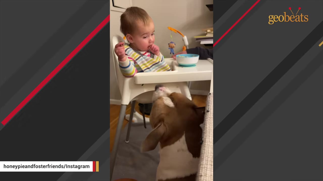 A baby in a striped shirt sits in a white high chair eating, while a brown and white dog looks up at her from below.
