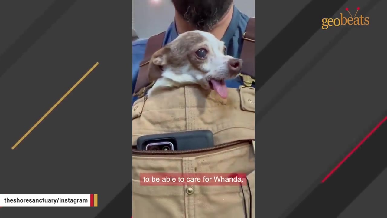 A close-up shot of a small, senior Chihuahua-mix dog with its tongue out, sitting snugly inside the front pocket of a person's tan overalls.