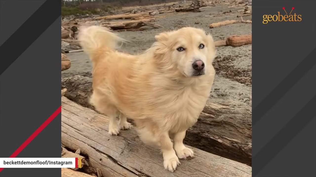 A fluffy, light-golden dog with striking blue eyes stands on a large driftwood log on a sandy beach.