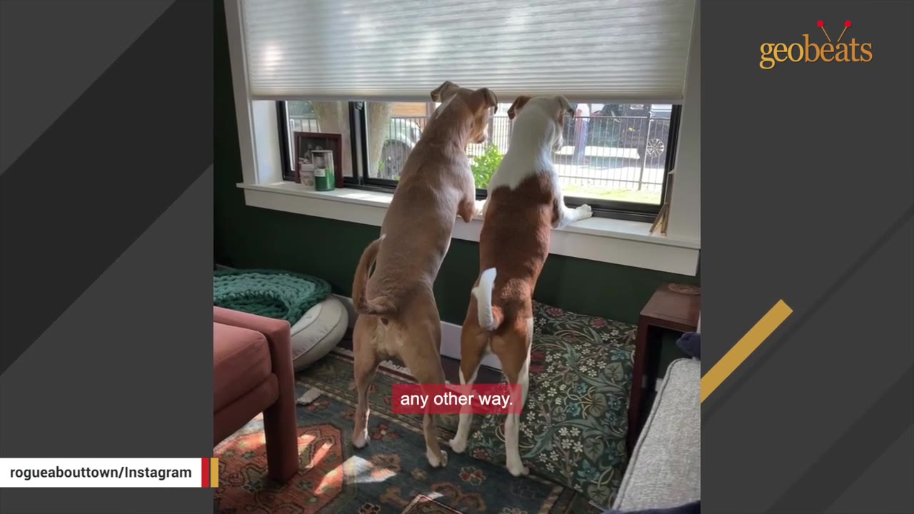 Two dogs standing on their hind legs side-by-side, looking out a window together.