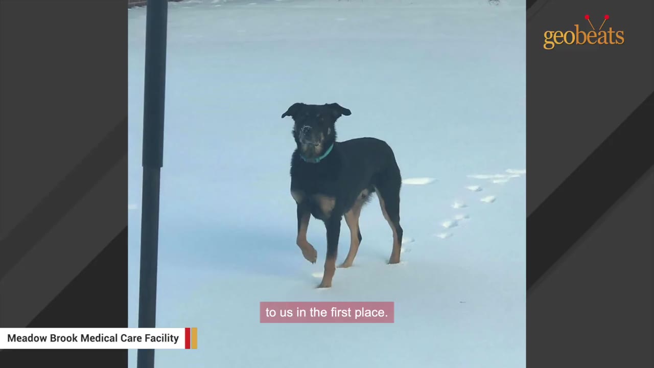 A black and tan dog with a blue collar stands in a snowy field, looking towards the camera.