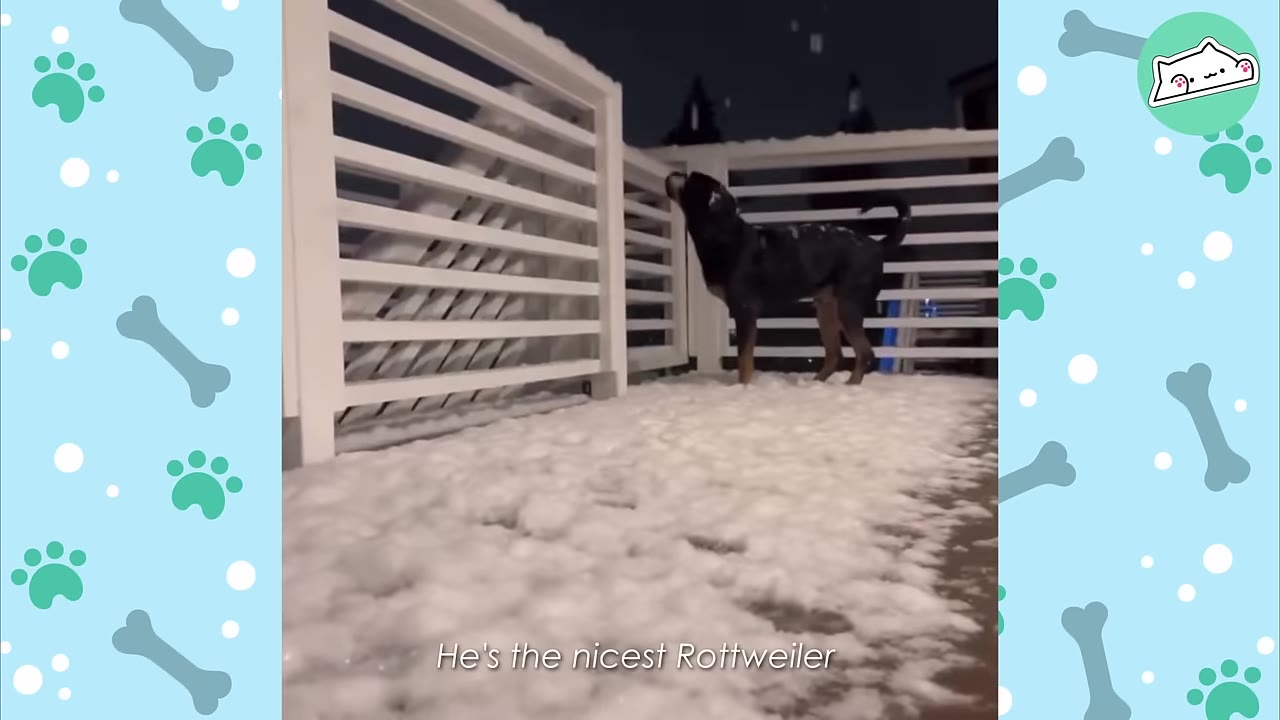 A black Rottweiler stands on a snow-covered deck at night, looking up as snow falls.