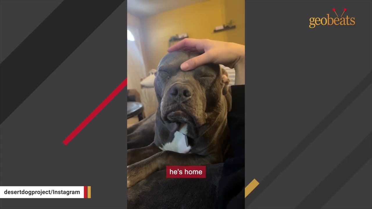 A grey pit bull-type dog rests peacefully with closed eyes as a person gently pets the top of its head, with a caption reading 'he's home'.