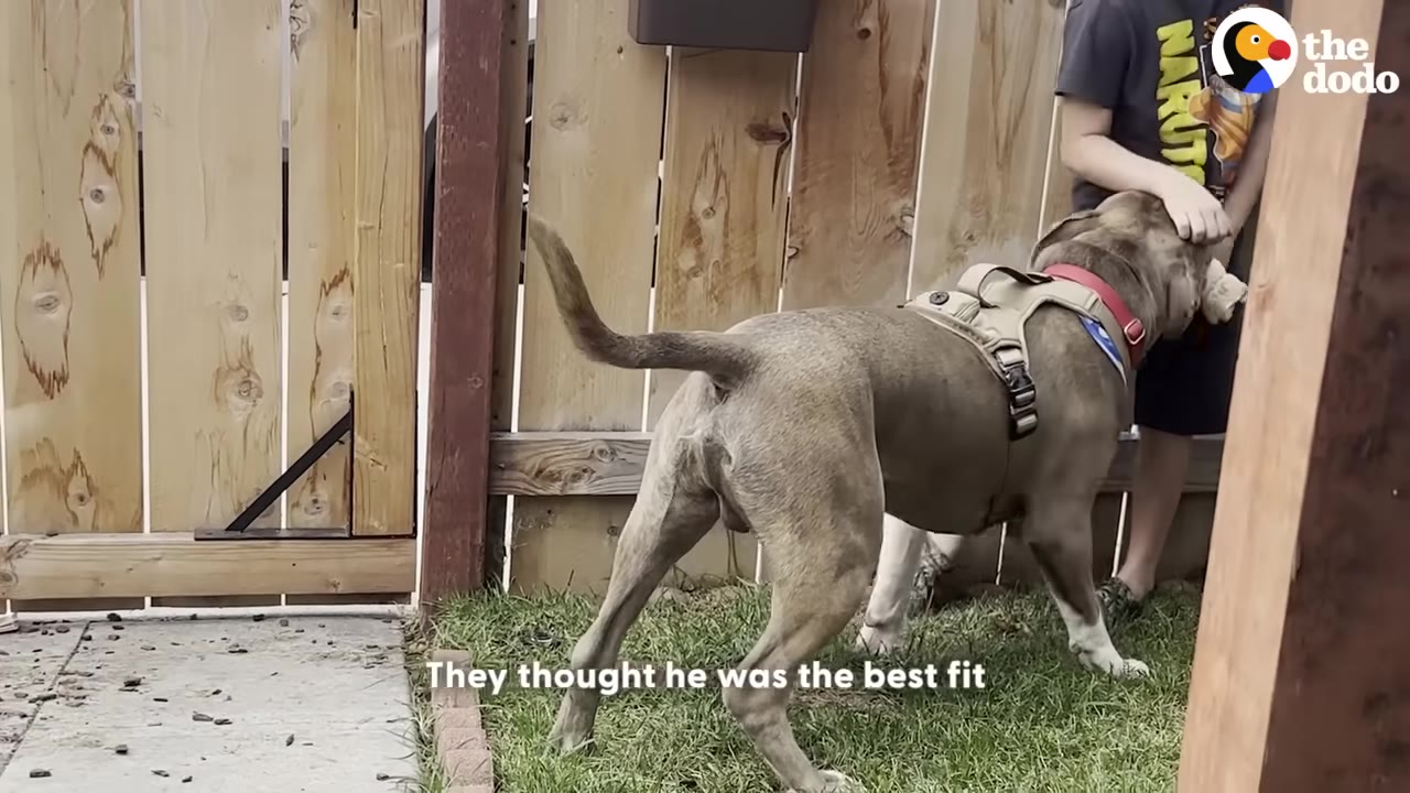 A gray dog wearing a harness stands in a grassy yard next to a wooden fence, wagging its tail as a child pets its head.