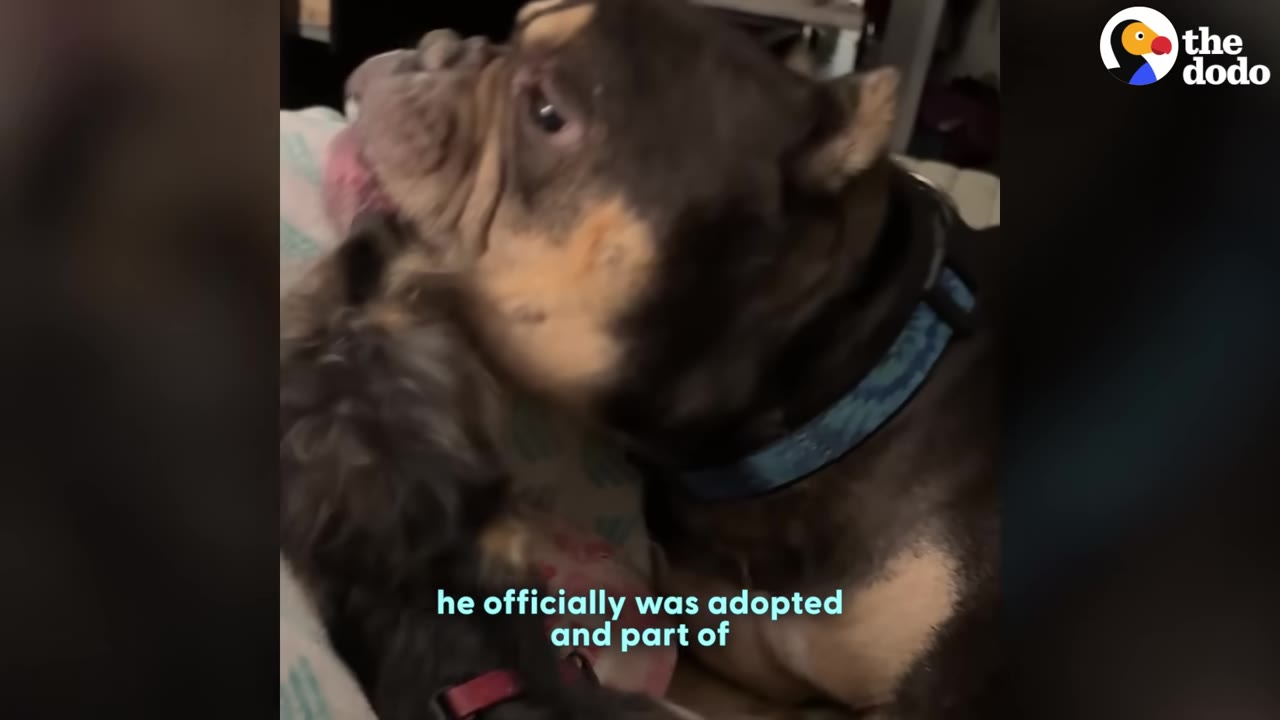 A brown and tan dog wearing a blue collar affectionately licks a smaller dog.