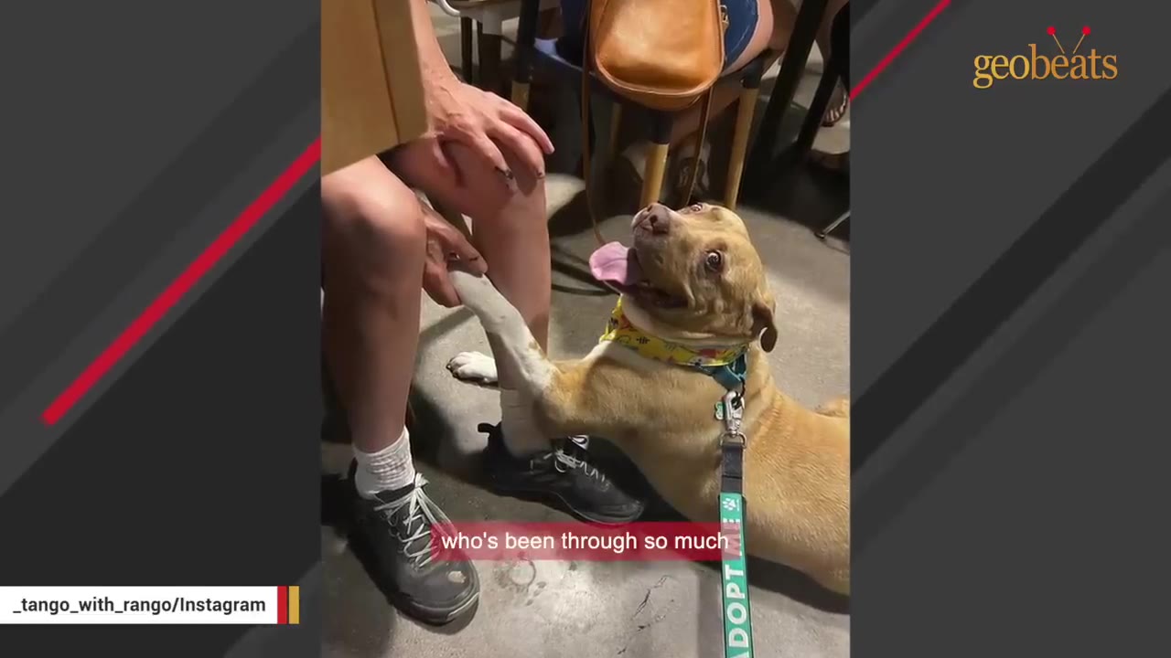 A tan dog with a yellow bandana looks up happily at a person while holding their hand with its paw.