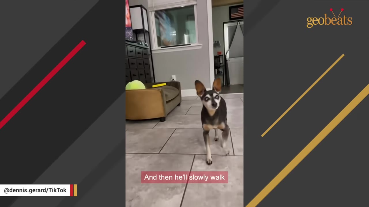 A small black and tan dog with large ears walks forward on a tiled floor inside a house.
