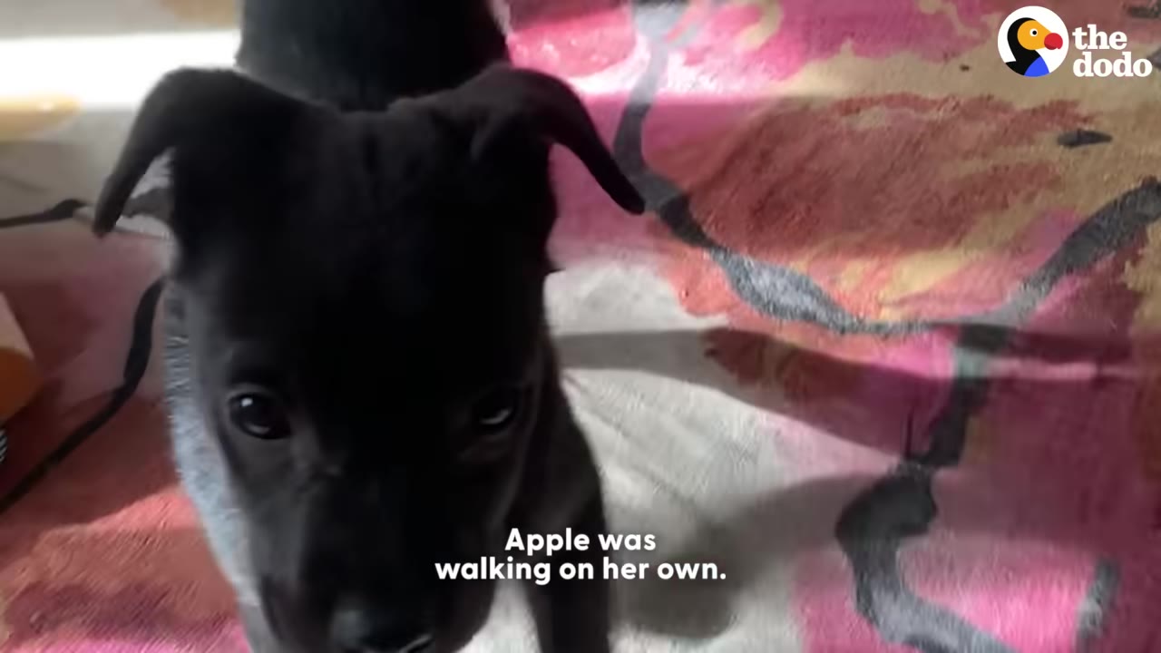 A close-up shot of a black puppy named Apple looking up at the camera while standing on a colorful rug.