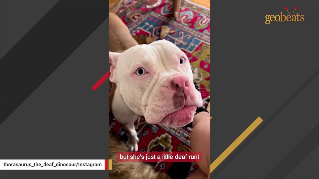 A close-up shot of a small, white pit bull-type dog with light blue eyes and a pink nose, looking up while standing on a colorful patterned rug.