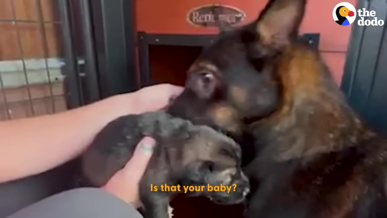 A person holds a small puppy up to a larger German Shepherd dog who is sniffing the puppy gently.