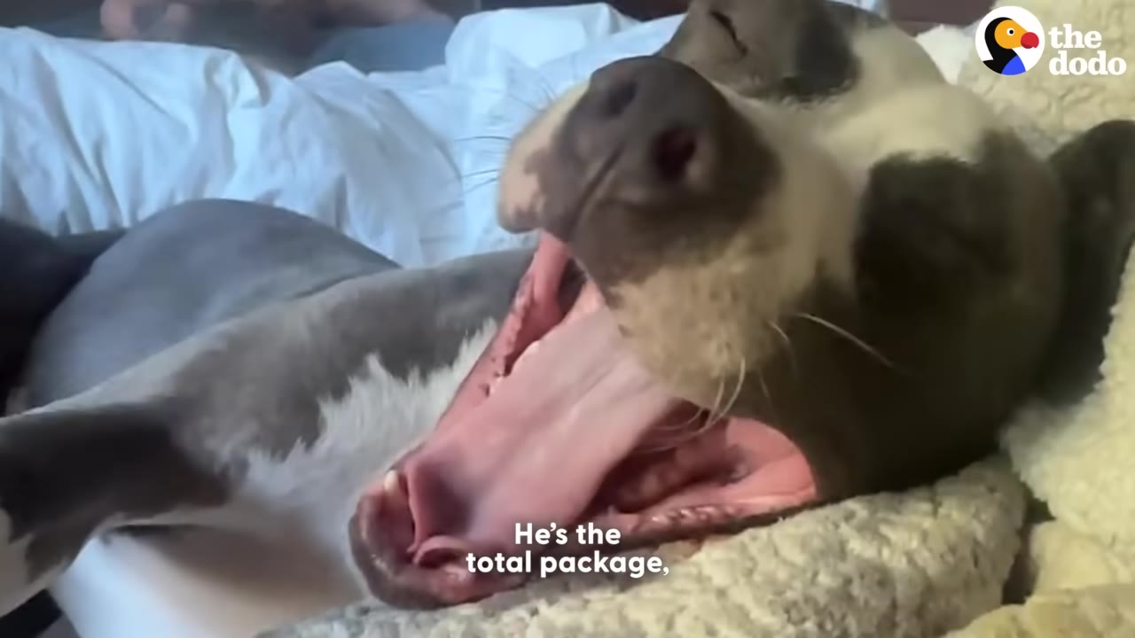 A grey and white dog yawning while lying on a bed with white sheets.
