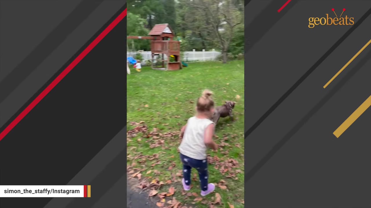 A young girl in a white top and blue leggings runs across a grassy backyard with a grey Staffordshire Bull Terrier.